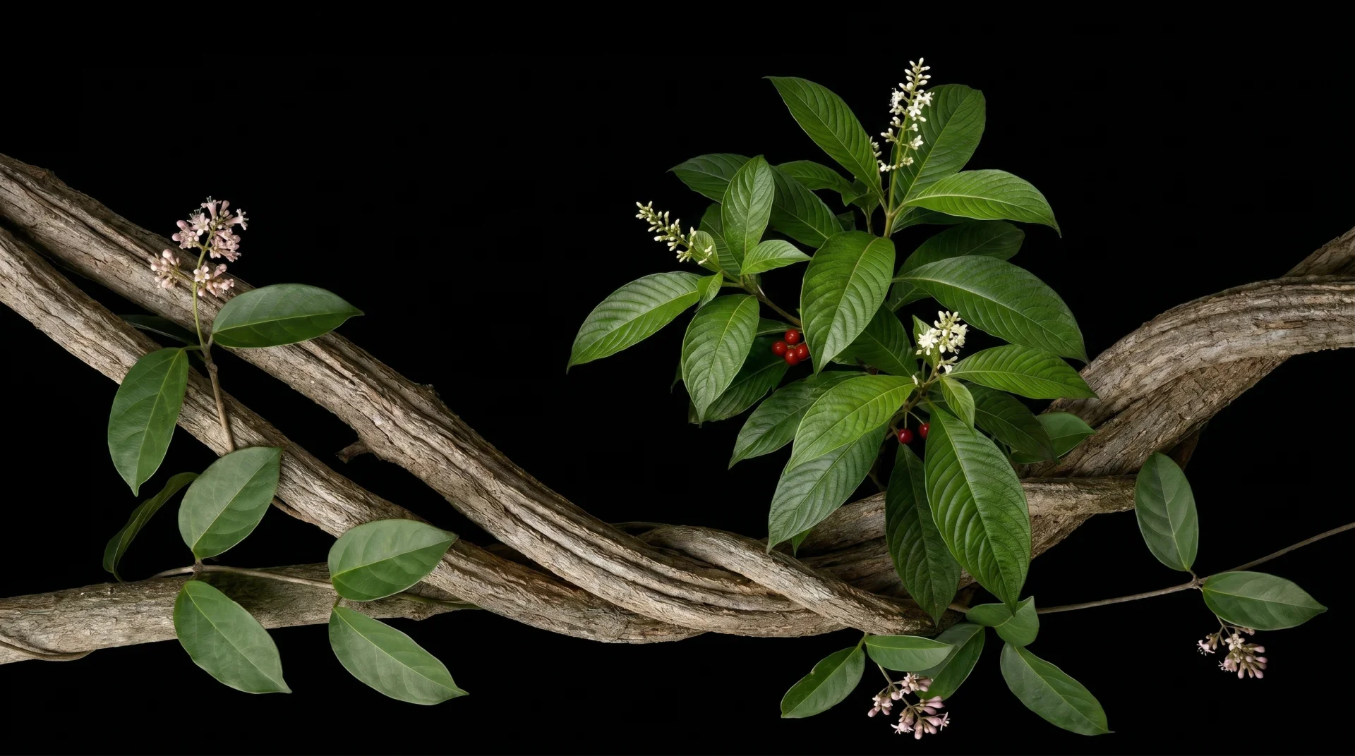 Ayahuasca