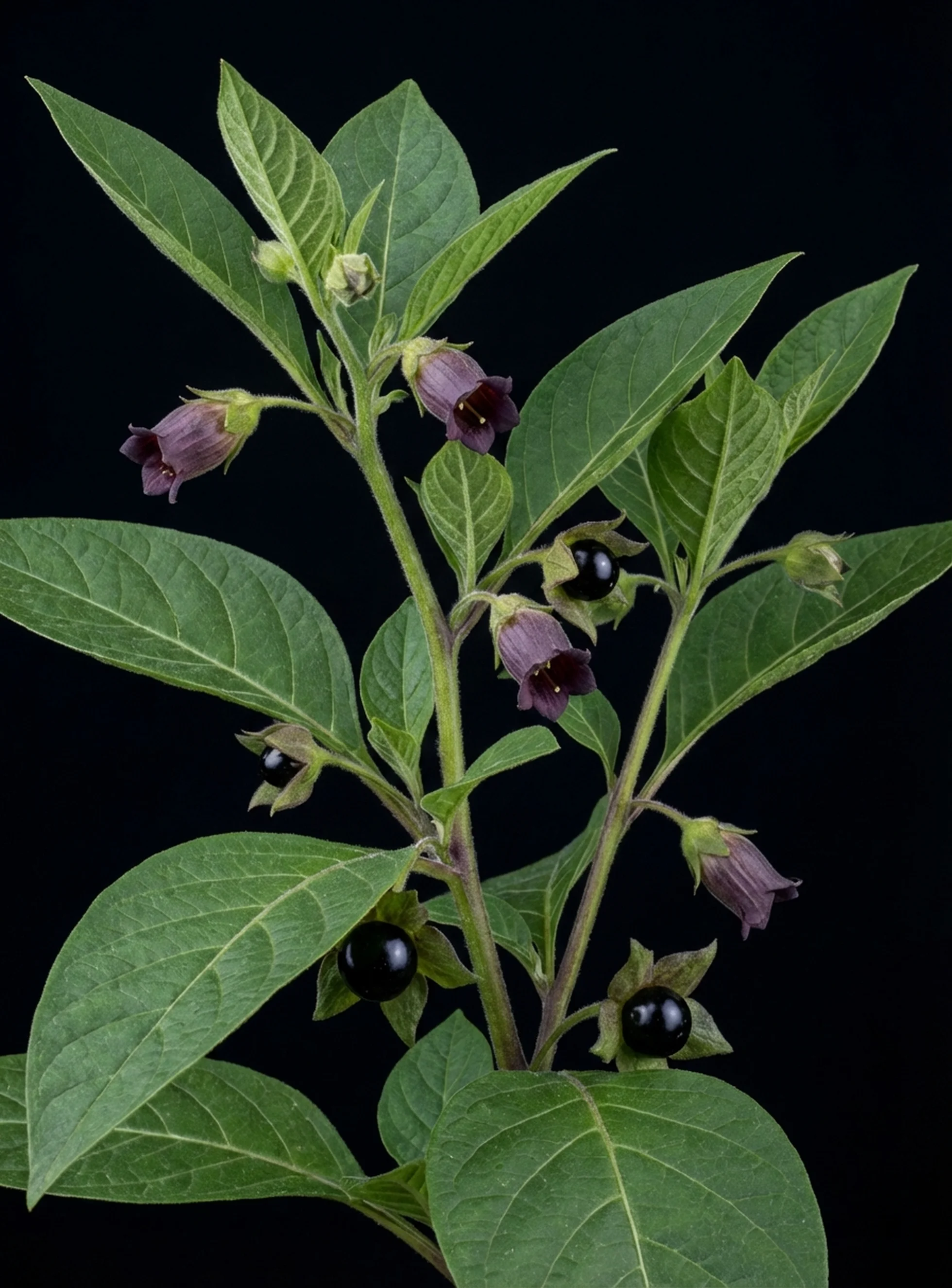 Belladonna