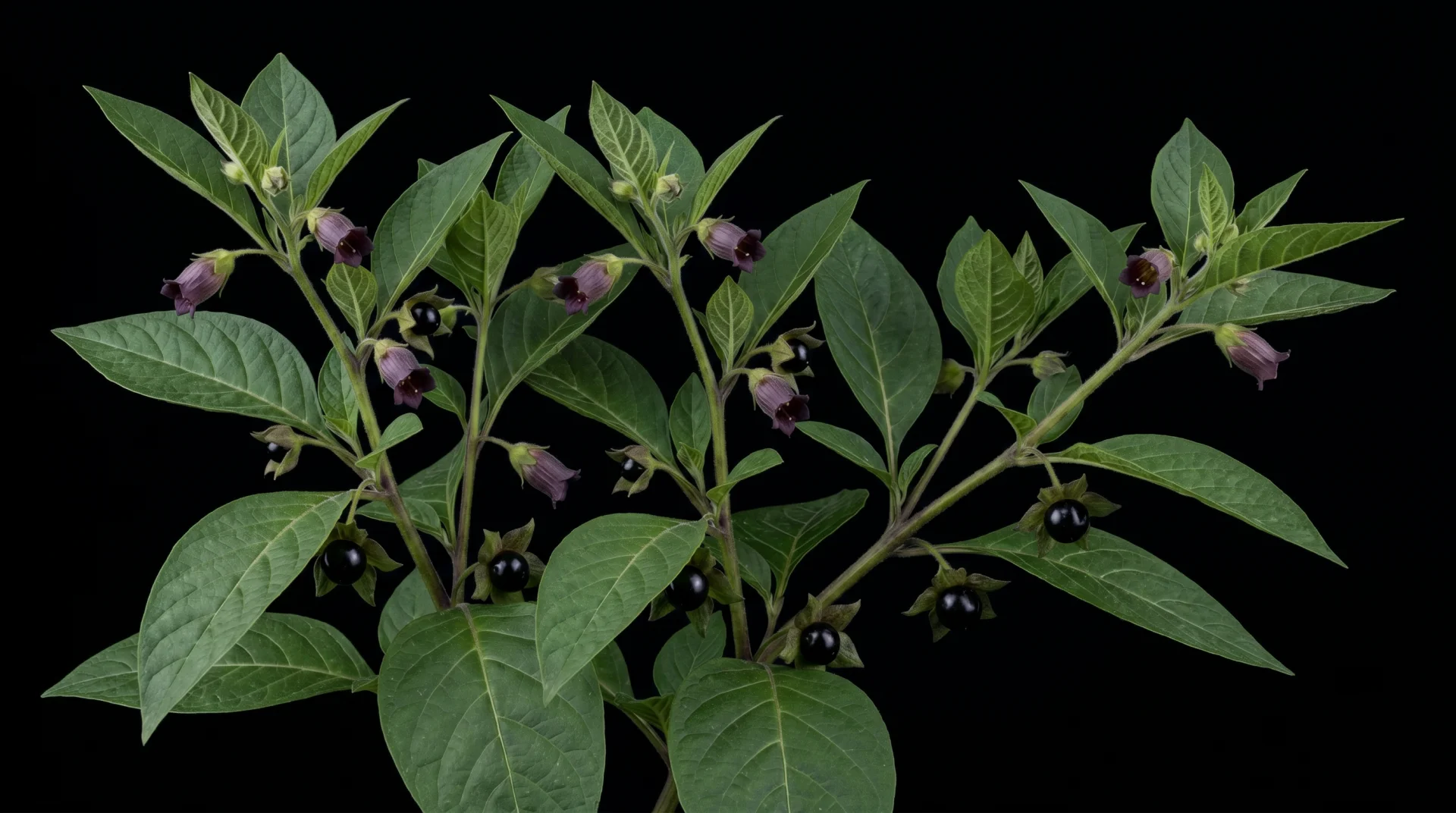 Belladonna