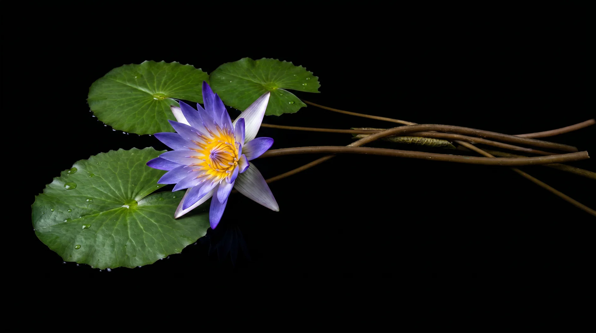 Blue Lotus