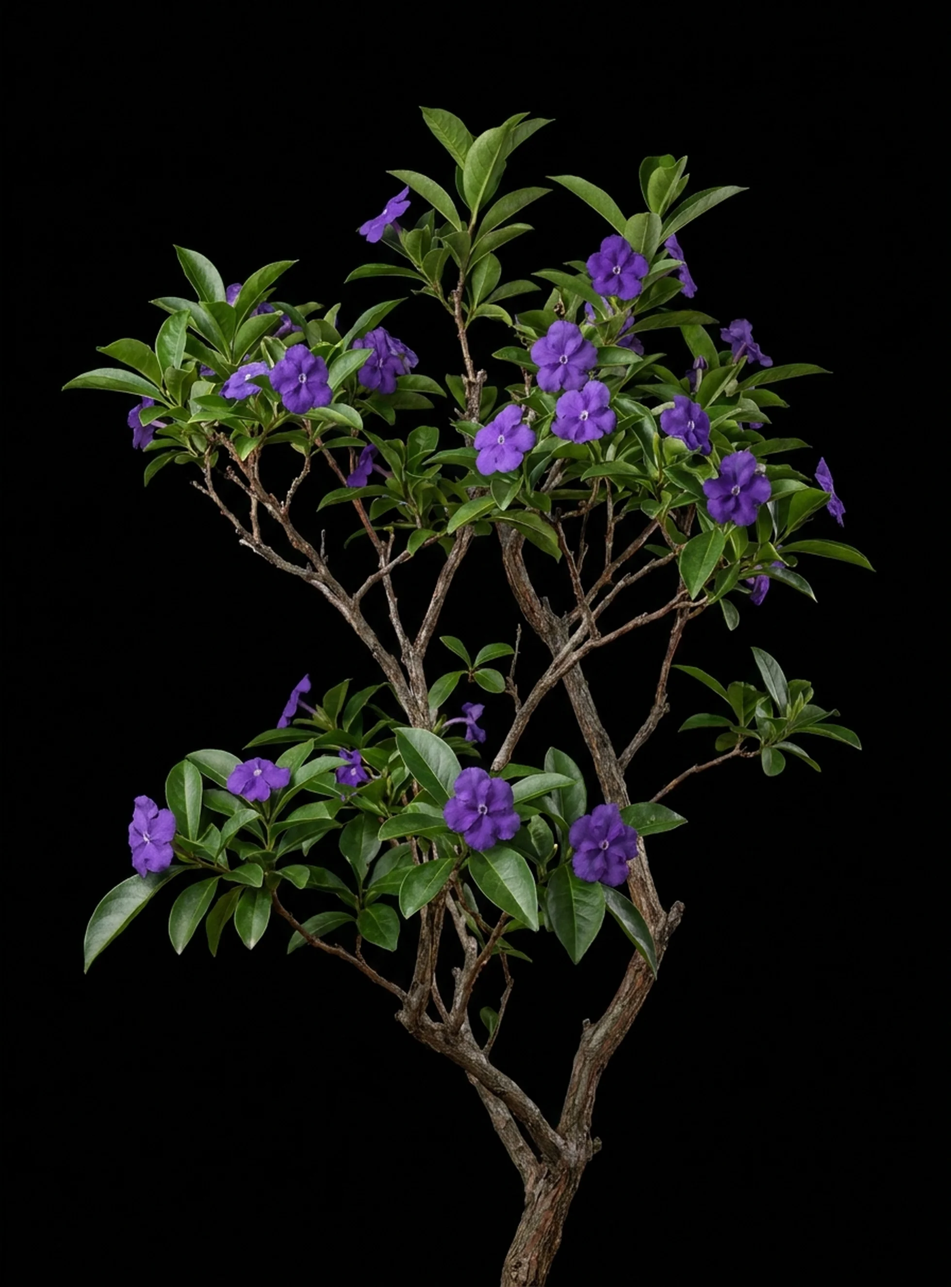 Chiric Sanango