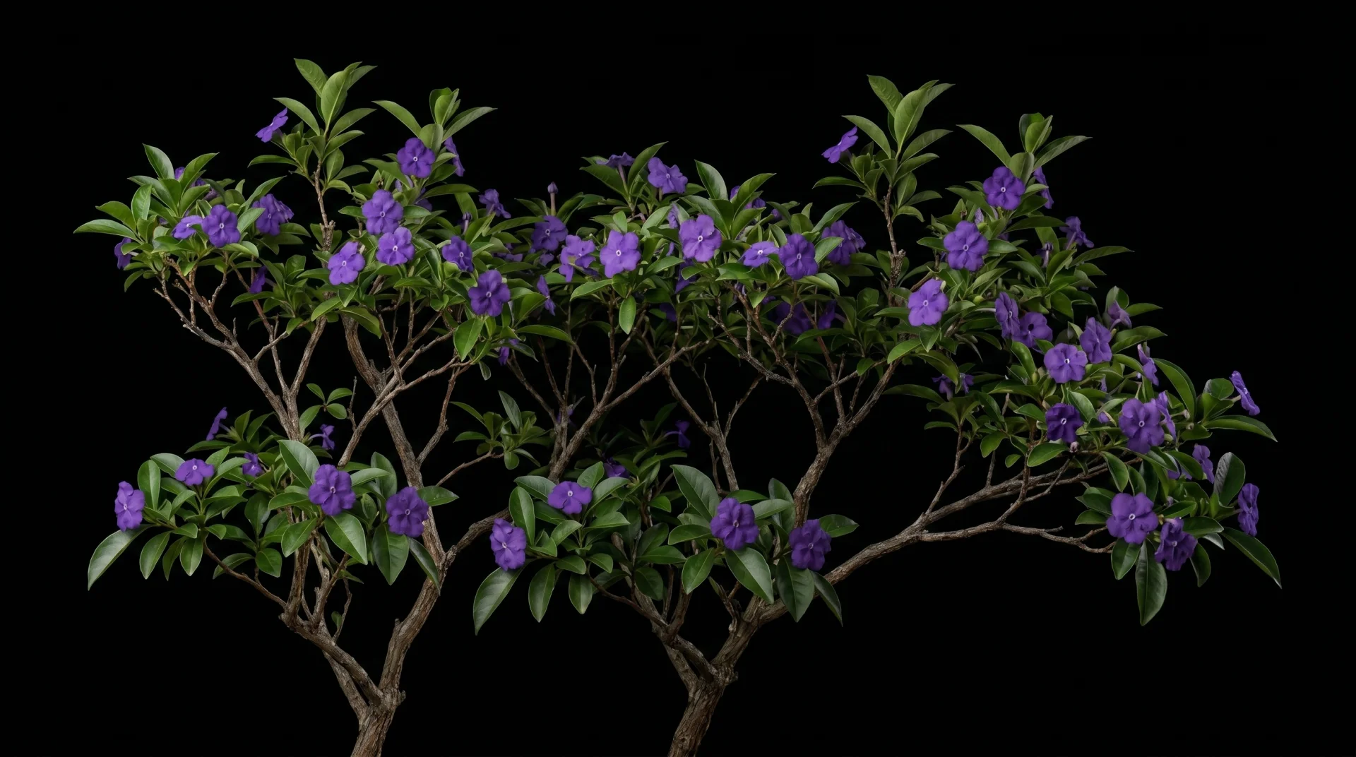 Chiric Sanango