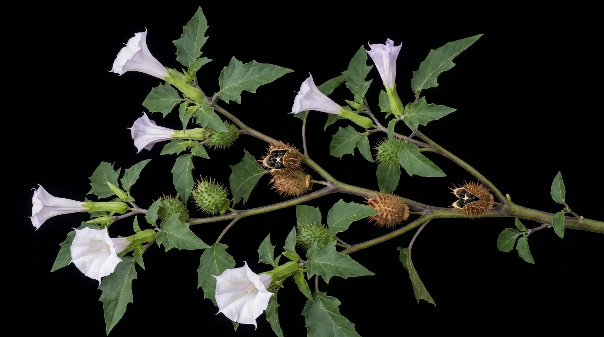 Datura