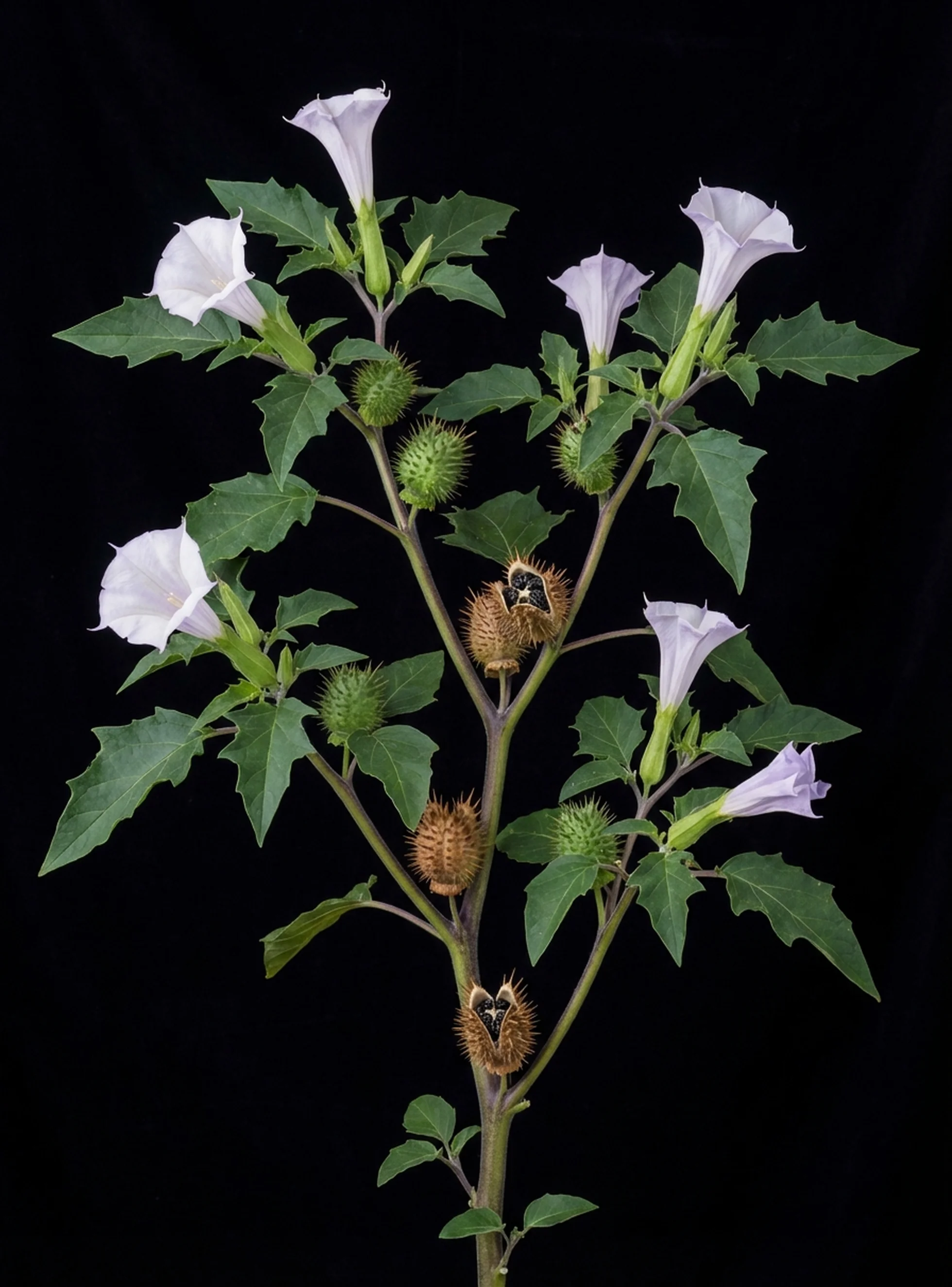 Datura