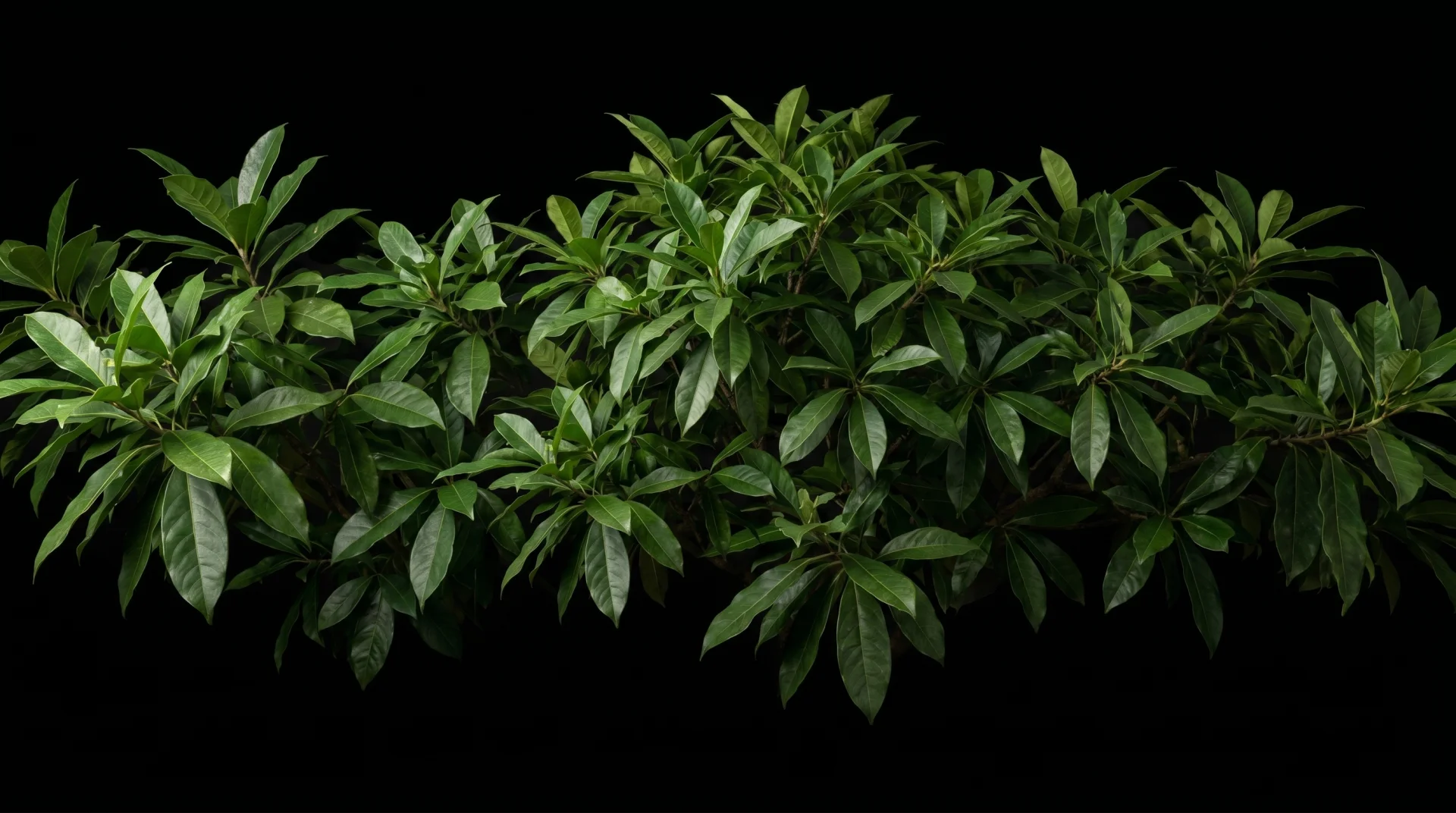 Guayusa