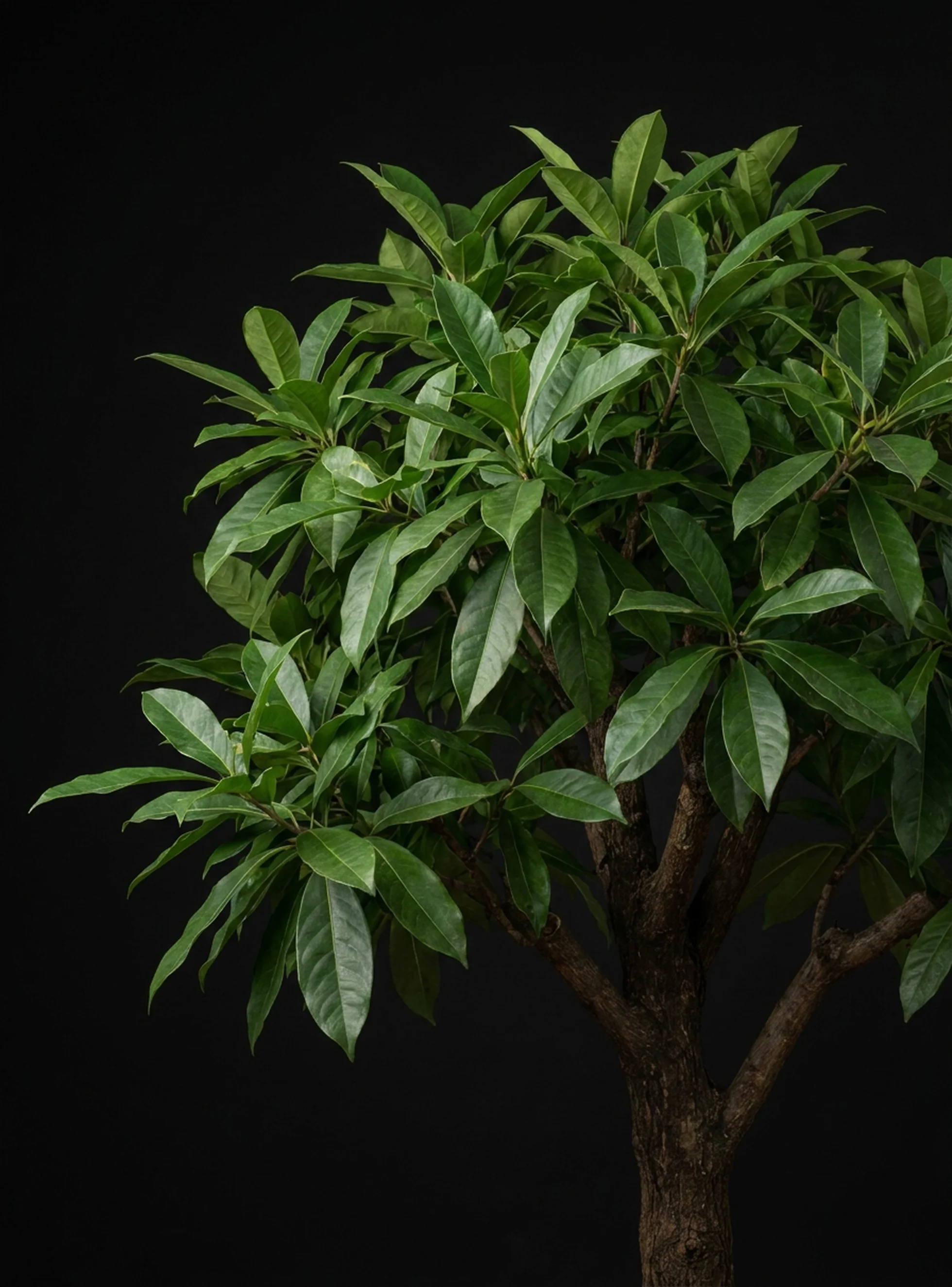 Guayusa