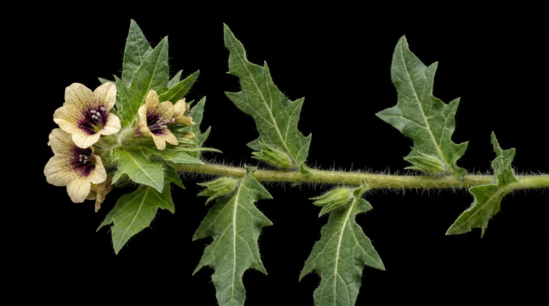 Henbane