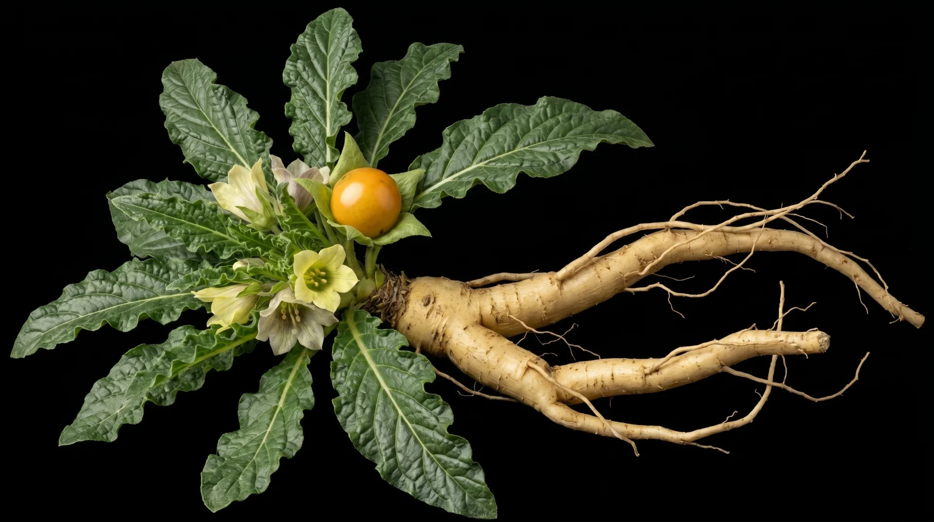 Mandragora