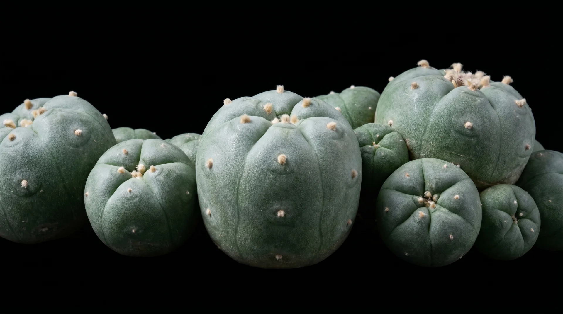 Peyote