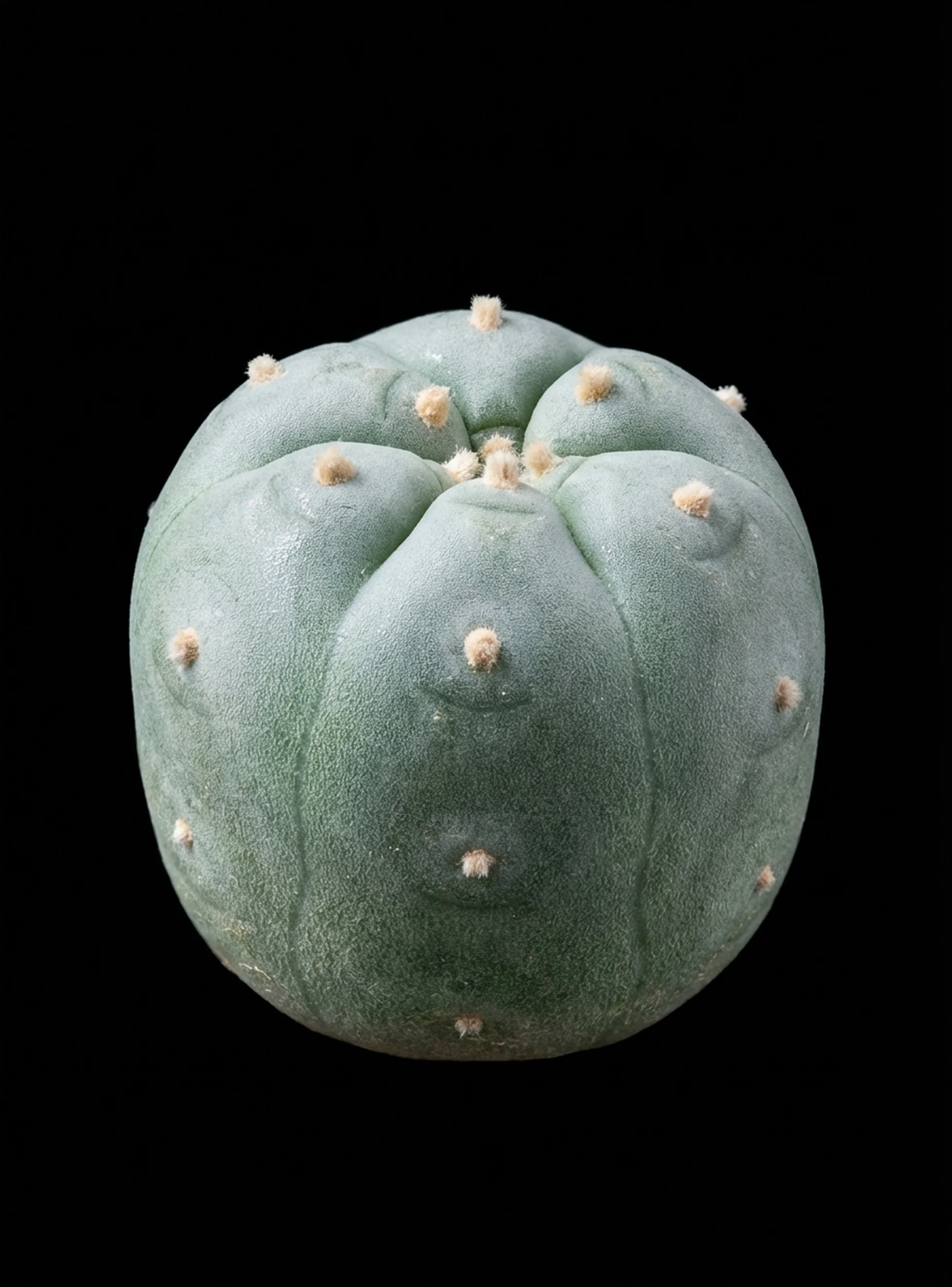 Peyote