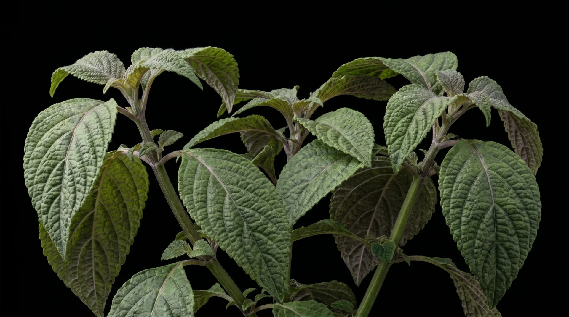 Salvia Divinorum