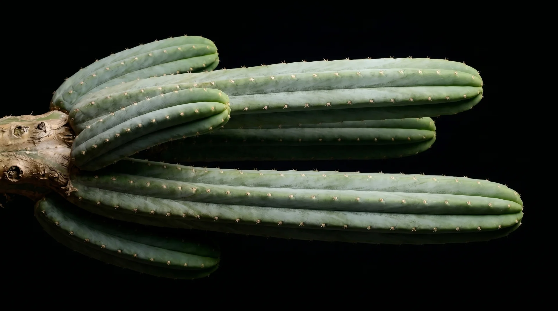 San Pedro