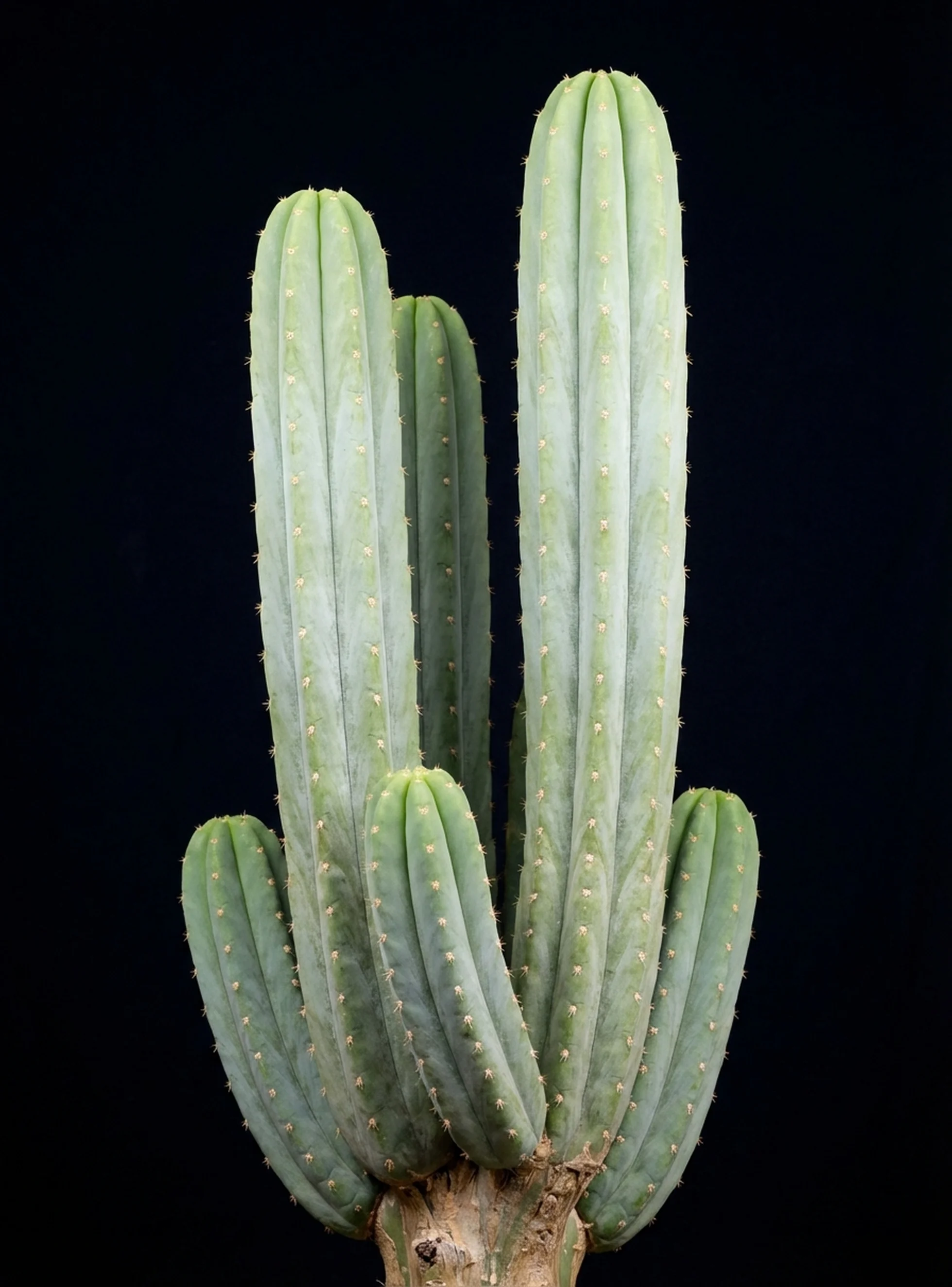 San Pedro