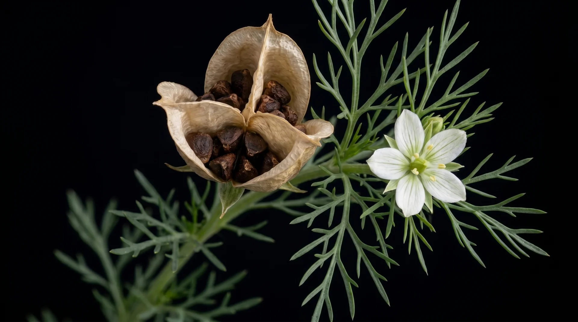 Syrian Rue